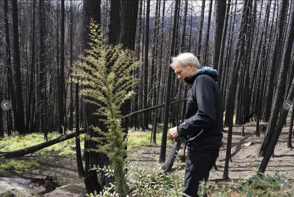 A man in a black jacket stands in a regrowing forest with burnt trees.