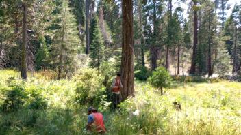 Two people in orange vests in a forest, with tall pine trees and lush green undergrowth.