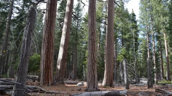 Dense forest with tall pine trees and fallen branches on the ground.