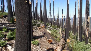 Charred forest with blackened tree trunks and sparse green undergrowth.