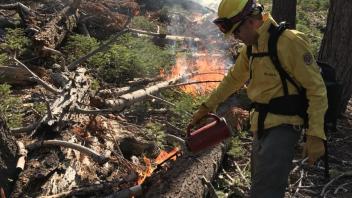 Firefighter with drip torch in forest, managing a controlled burn.