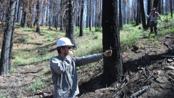 A person in a forested area using a Basal Area Gauge