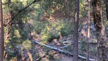 Forested landscape with trees, shrubs, and two people in a forest.