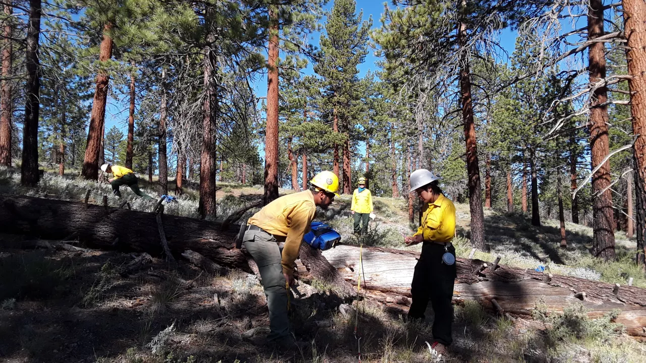 Group of 4 people in yellow shirts and helmets collecting field data inside a forest