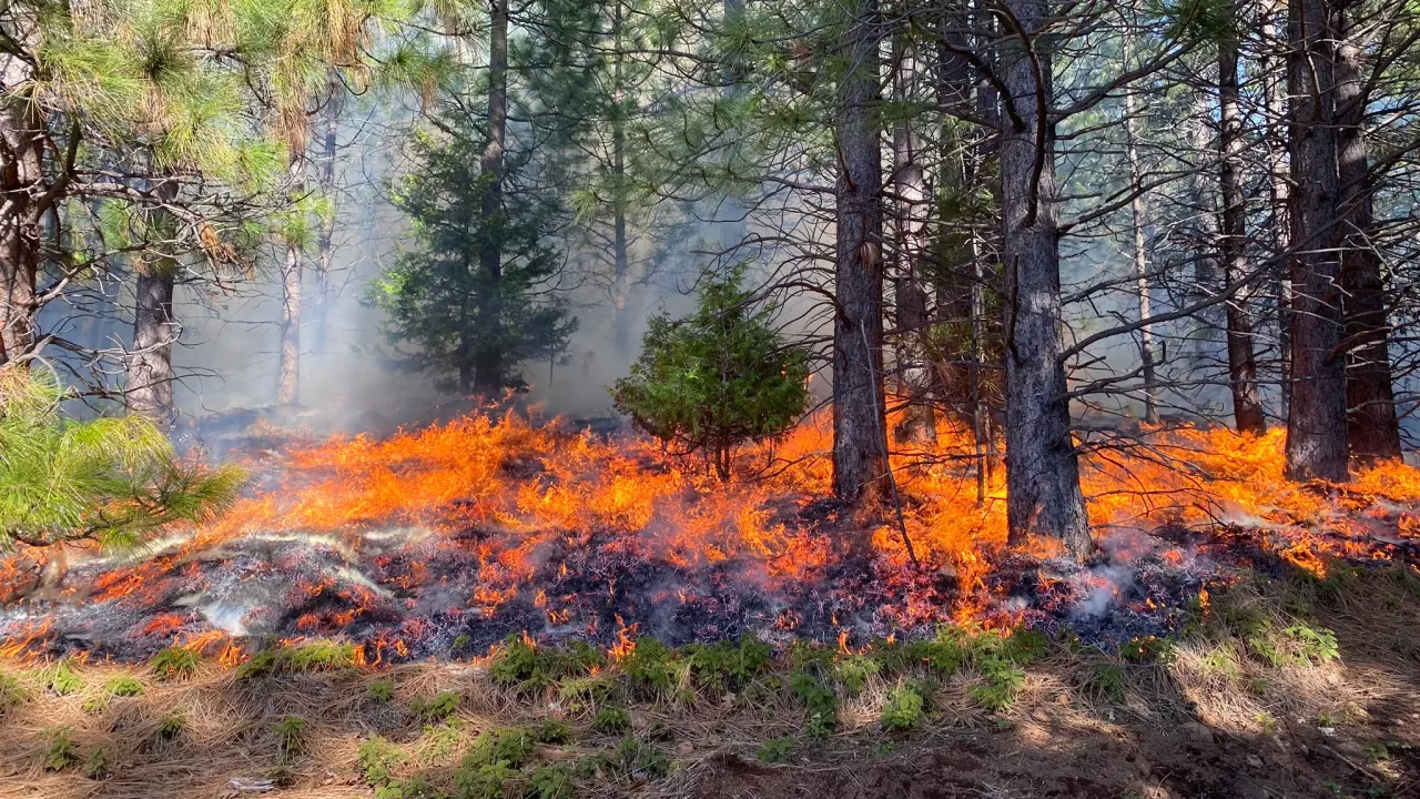 Prescribed Fire