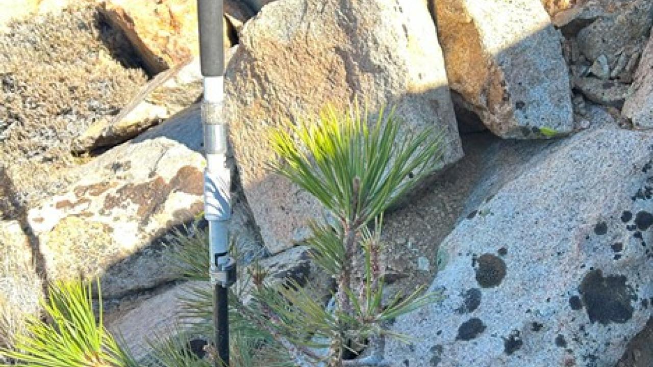 Small Pinus jeffreyi photo in a mountain