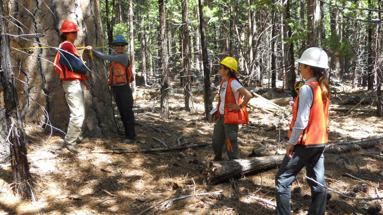 Four individuals wearing hard hats and safety vests measure a large tree trunk in a forest.