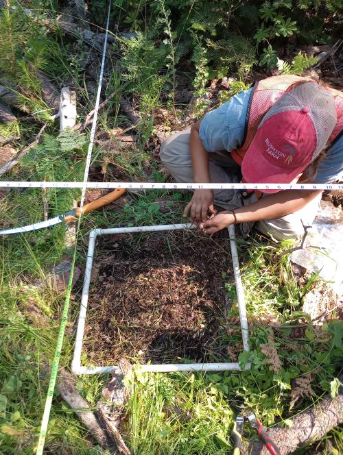 Person measuring a square plot on the ground with vegetation using a white PVC frame and measuring tape.