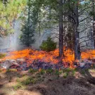 Prescribed Fire