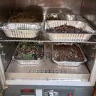 Aluminum trays with natural materials in a lab oven or incubator.