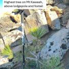 Small Pinus jeffreyi photo in a mountain