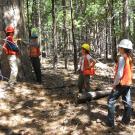 Four individuals wearing hard hats and safety vests measure a large tree trunk in a forest.