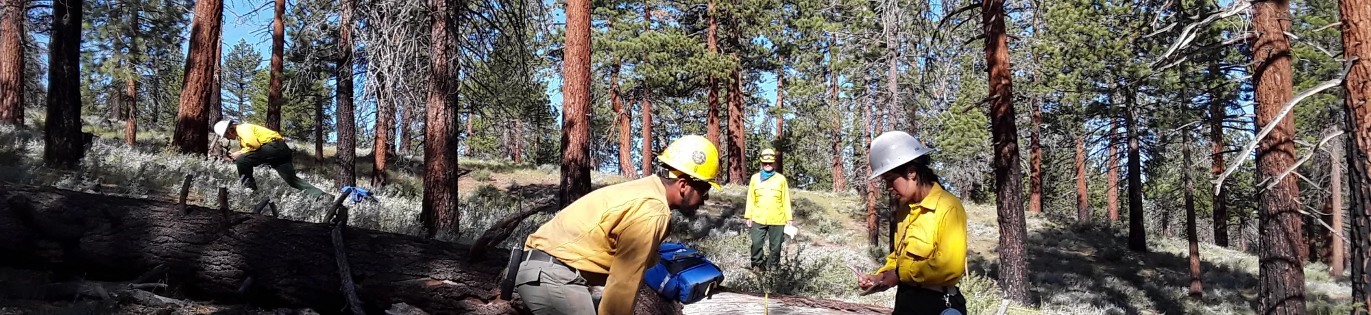 Group of 4 people in yellow shirts and helmets collecting field data inside a forest